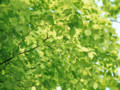 20100723033448