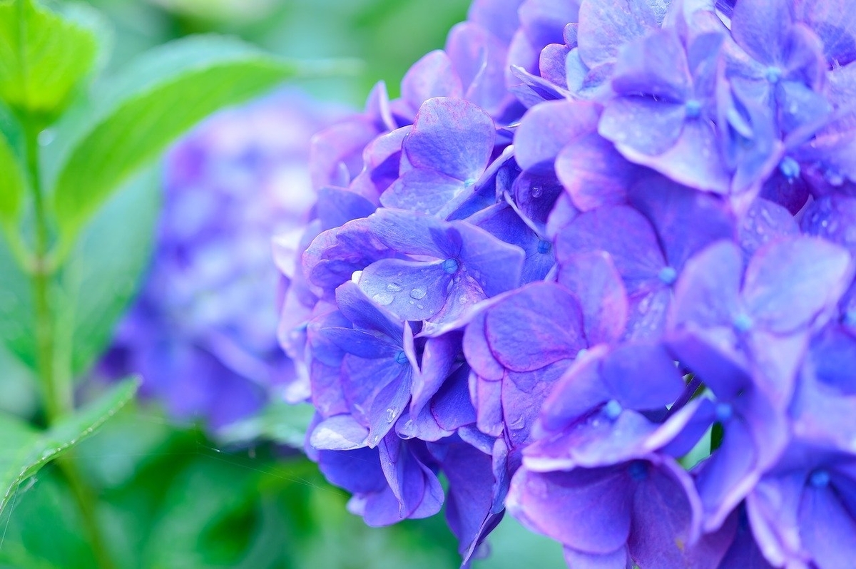 f:id:eLily:20200617155419j:plain