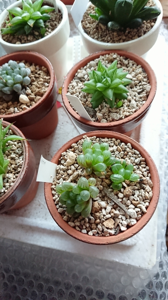 f:id:eLm:20180601170314j:plain f:id:eLm:20180601170314j:plain