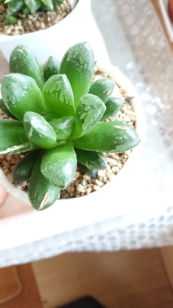 f:id:eLm:20180602164658j:plain f:id:eLm:20180602164658j:plain