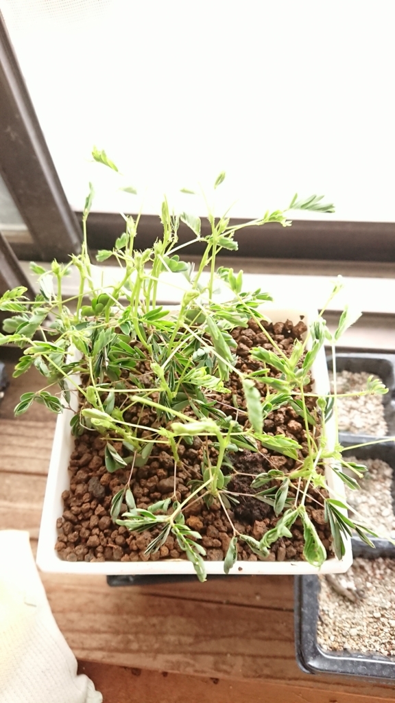 f:id:eLm:20180621205600j:plain f:id:eLm:20180621205600j:plain