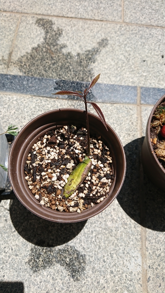 f:id:eLm:20180705220554j:plain f:id:eLm:20180705220554j:plain