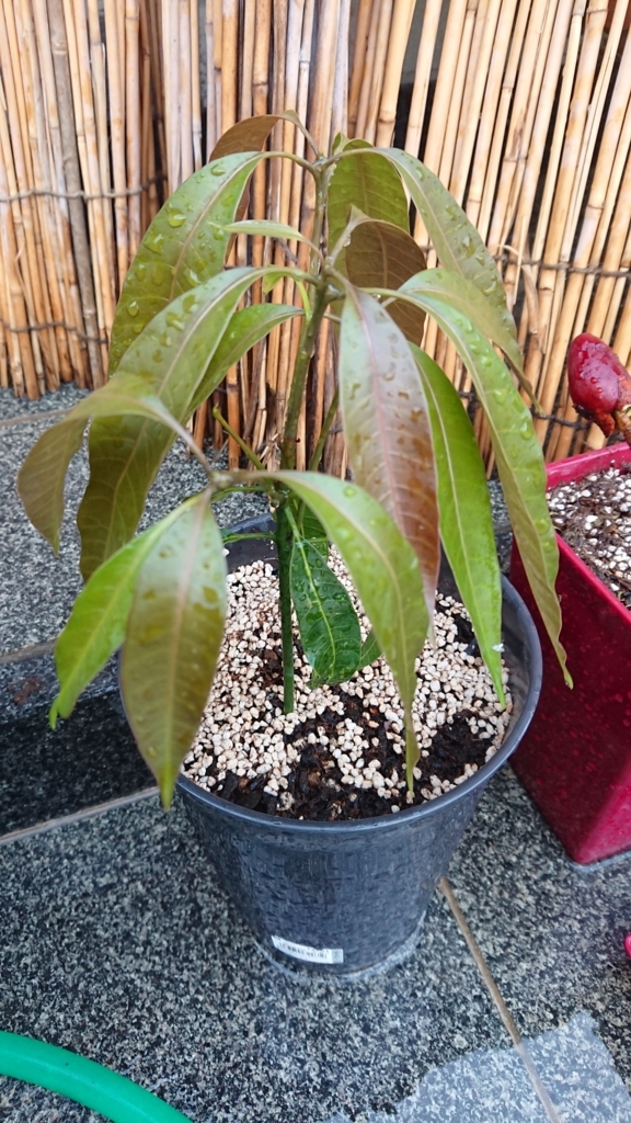 f:id:eLm:20180728082631j:plain f:id:eLm:20180728082631j:plain