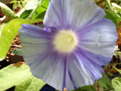 f:id:e_pyonpyon21:20140827063901j:plain f:id:e_pyonpyon21:20140827063901j:plain