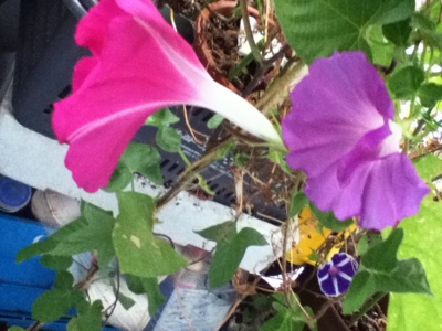 f:id:e_pyonpyon21:20140827063941j:plain