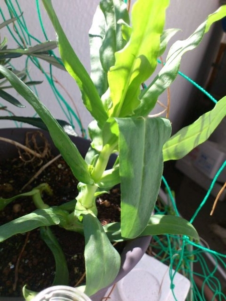 f:id:e_pyonpyon21:20180312101556j:plain f:id:e_pyonpyon21:20180312101556j:plain