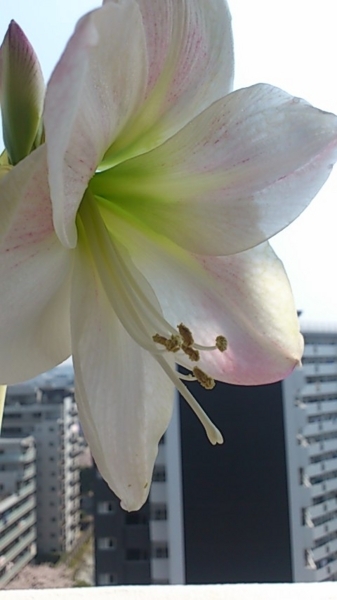 f:id:e_pyonpyon21:20180328114927j:plain