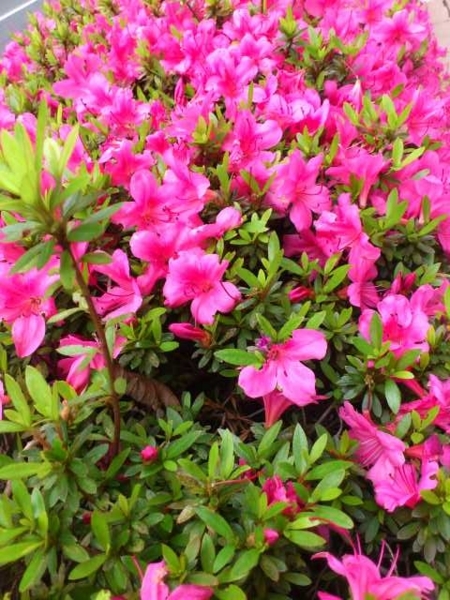 f:id:e_pyonpyon21:20180507093115j:plain f:id:e_pyonpyon21:20180507093115j:plain