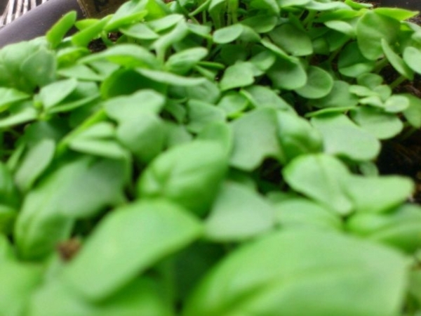 f:id:e_pyonpyon21:20180530085848j:plain f:id:e_pyonpyon21:20180530085848j:plain