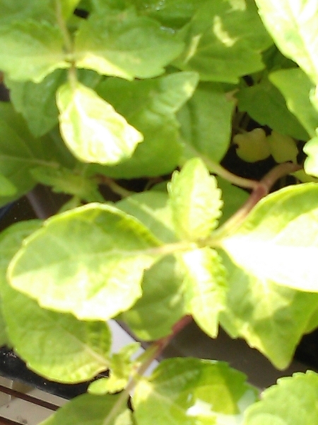 f:id:e_pyonpyon21:20180725081132j:plain