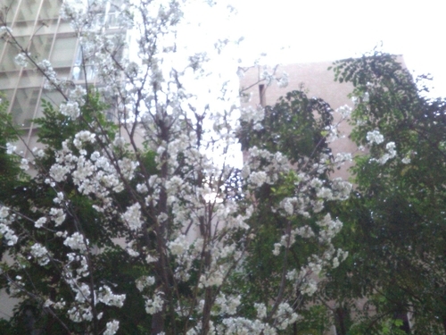 f:id:e_pyonpyon21:20200403112640j:plain