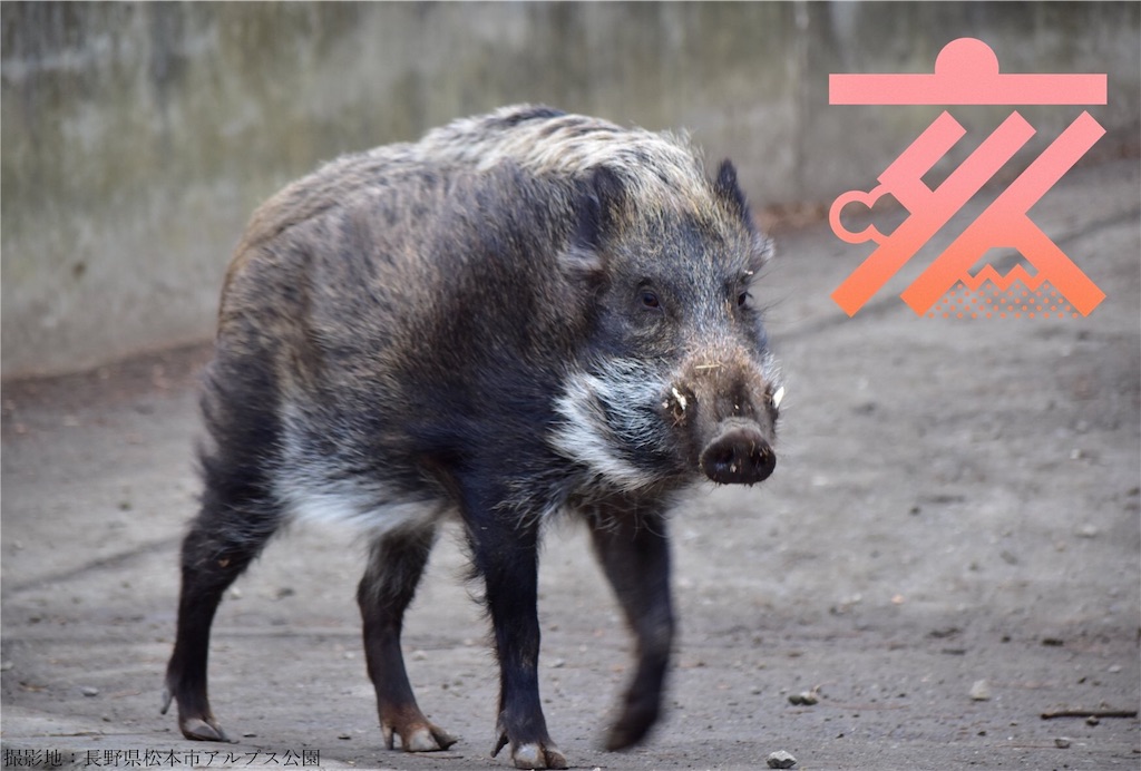 f:id:earth429:20190131234820j:image