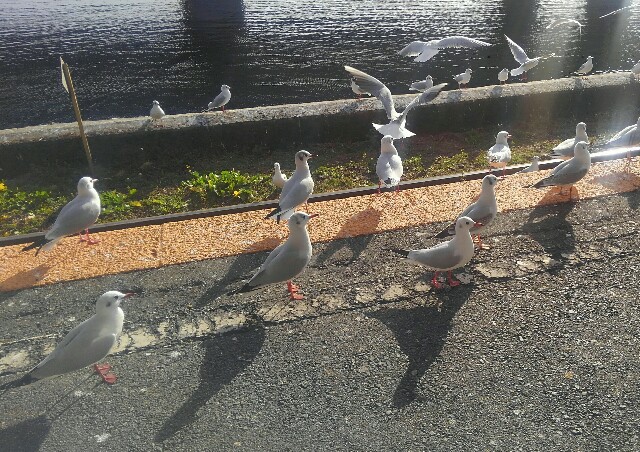 f:id:earth720105:20201227041729j:image f:id:earth720105:20201227041729j:image