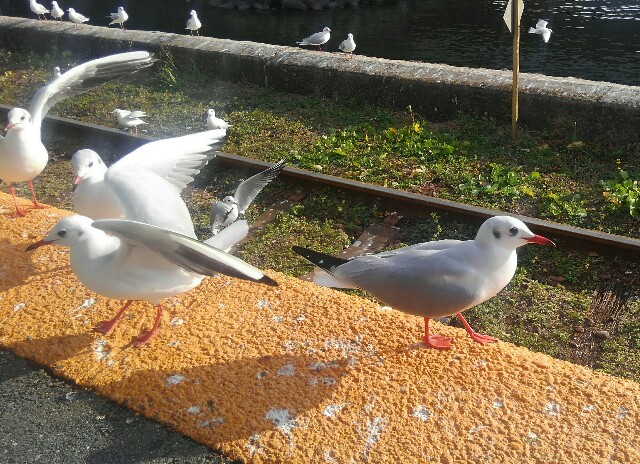 f:id:earth720105:20201227041748j:image f:id:earth720105:20201227041748j:image