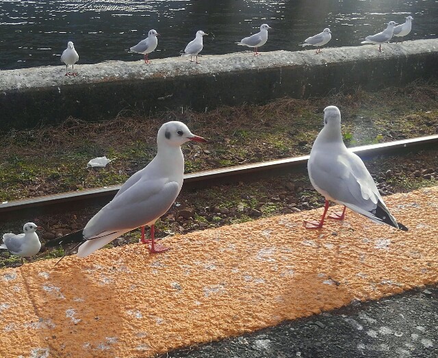 f:id:earth720105:20201227041803j:image f:id:earth720105:20201227041803j:image