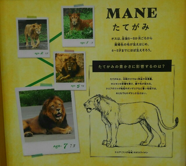 多摩動物公園のライオンバス(予約・乗車券・待ち時間・締切時間)を無料