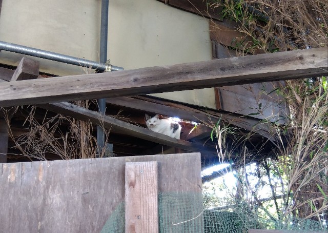 f:id:earth720105:20241106012837j:image