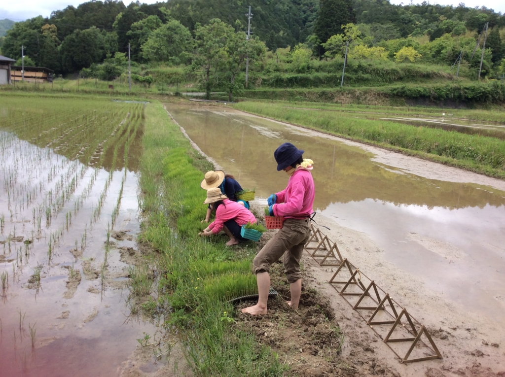 手植えによる田植えの秘密兵器☆ナゾの三角形の使い方 - 地球をぺろり！
