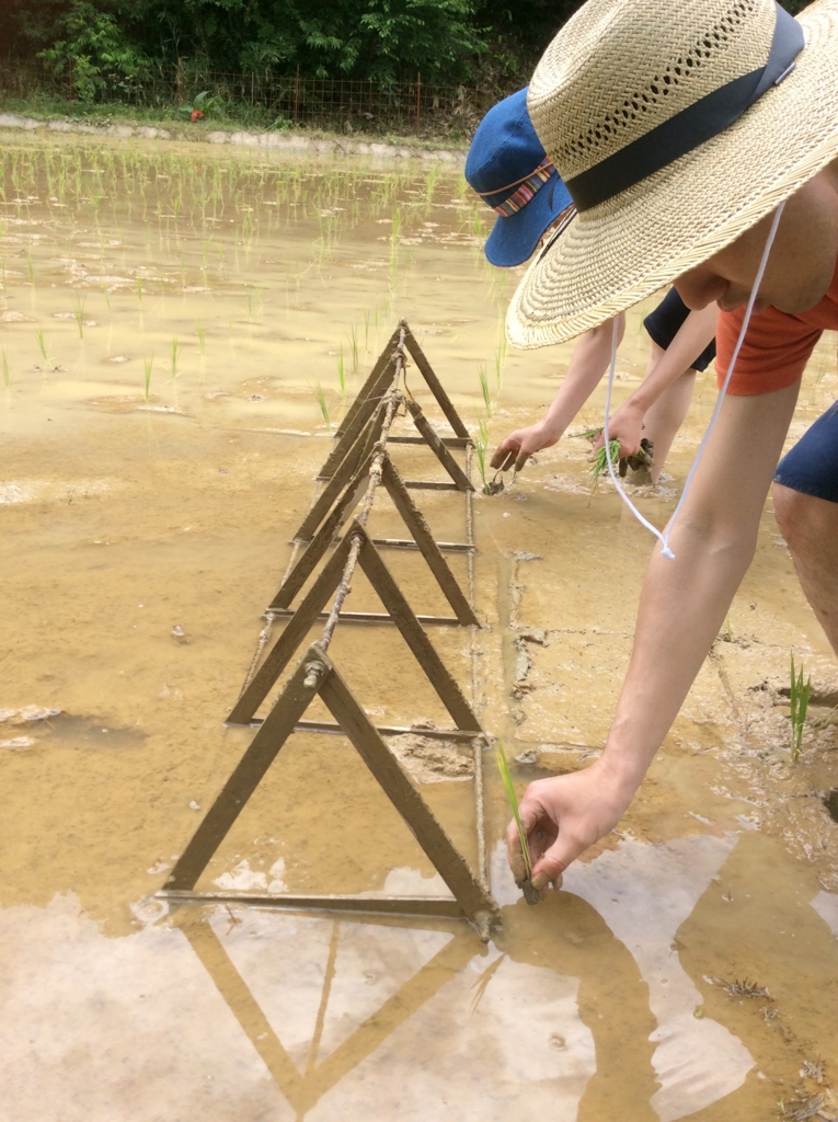 手植えによる田植えの秘密兵器☆ナゾの三角形の使い方 - 地球をぺろり！
