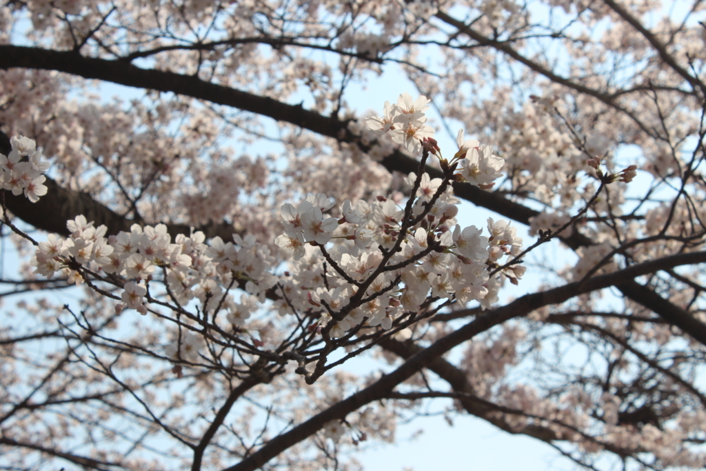 f:id:earthnaut:20180404161645j:plain f:id:earthnaut:20180404161645j:plain