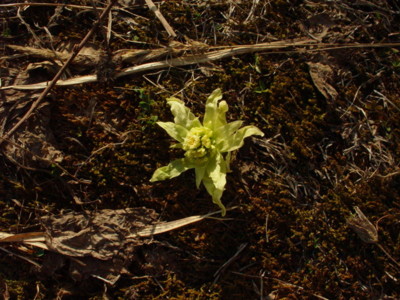 f:id:earthspiral:20090410003520j:image