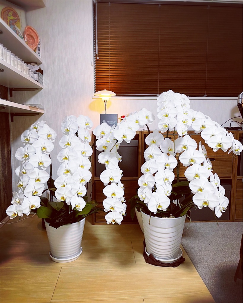 f:id:earwax-cleaning-mimisoji:20220126212849j:image f:id:earwax-cleaning-mimisoji:20220126212849j:image