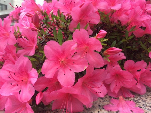 f:id:east-phila:20170608174919j:image