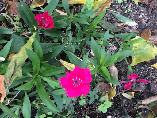 f:id:east-phila:20191114153855j:image f:id:east-phila:20191114153855j:image