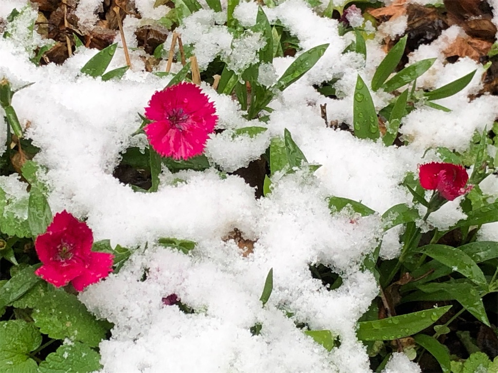 f:id:east-phila:20201217145654j:image f:id:east-phila:20201217145654j:image