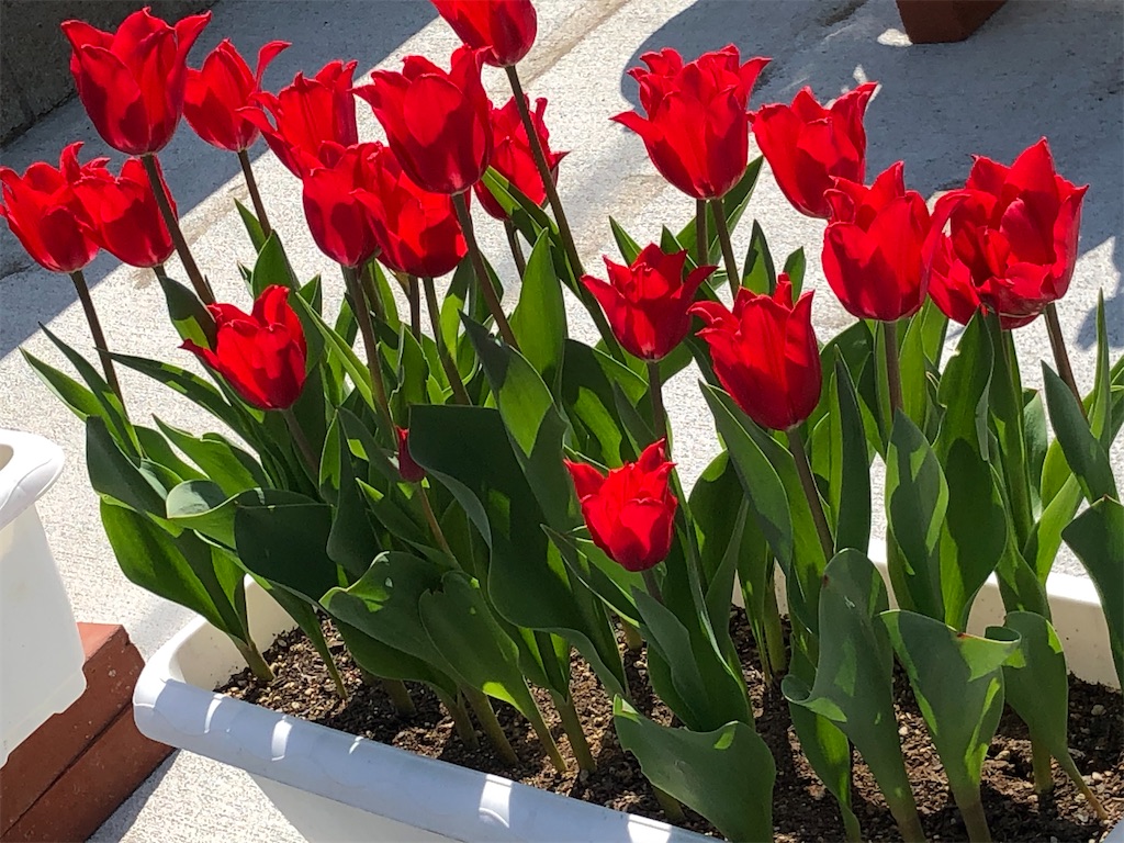 f:id:east-phila:20210422174818j:image f:id:east-phila:20210422174818j:image