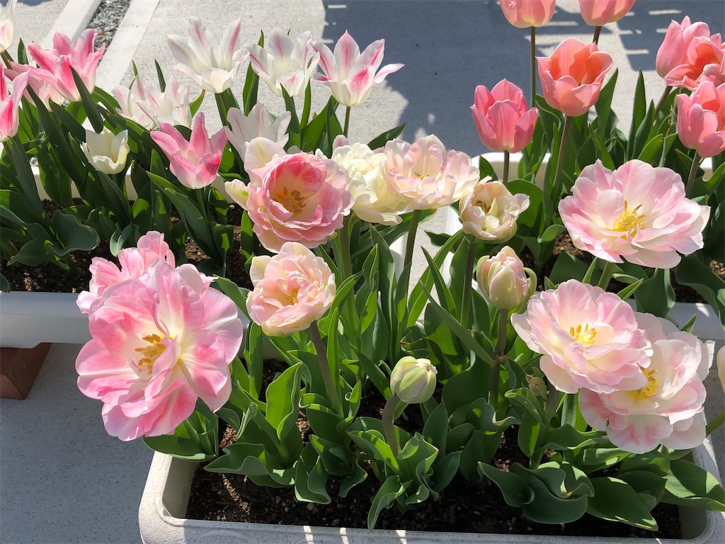 f:id:east-phila:20210422182611j:image f:id:east-phila:20210422182611j:image