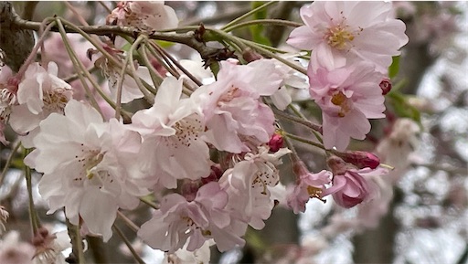 f:id:east-phila:20230415170154j:image