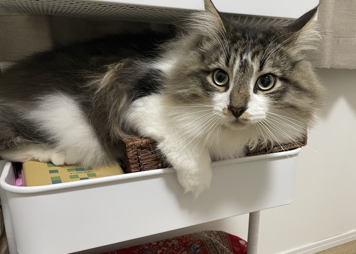 f:id:easy-mode:20210710142223j:plain