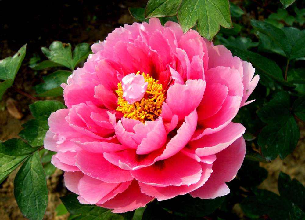 f:id:easymandarin:20200512164703j:plain
