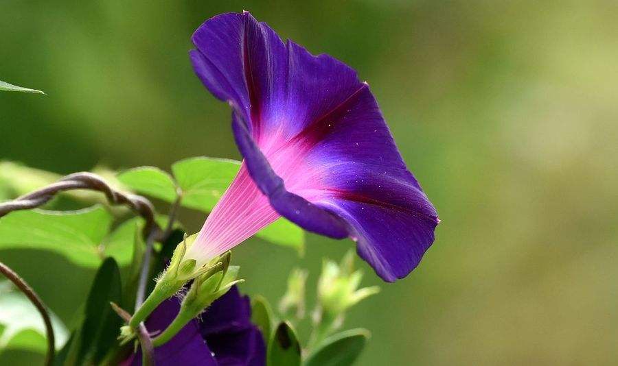 f:id:easymandarin:20200512171103j:plain