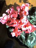 f:id:eateat:20060101122249j:image