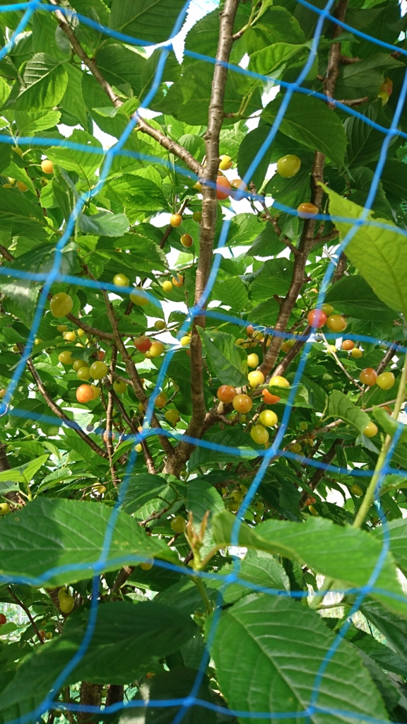 f:id:eatgarden:20170508210028j:plain f:id:eatgarden:20170508210028j:plain