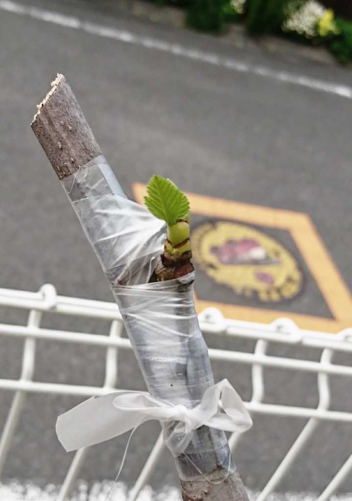 f:id:eatgarden:20170508210816j:plain f:id:eatgarden:20170508210816j:plain