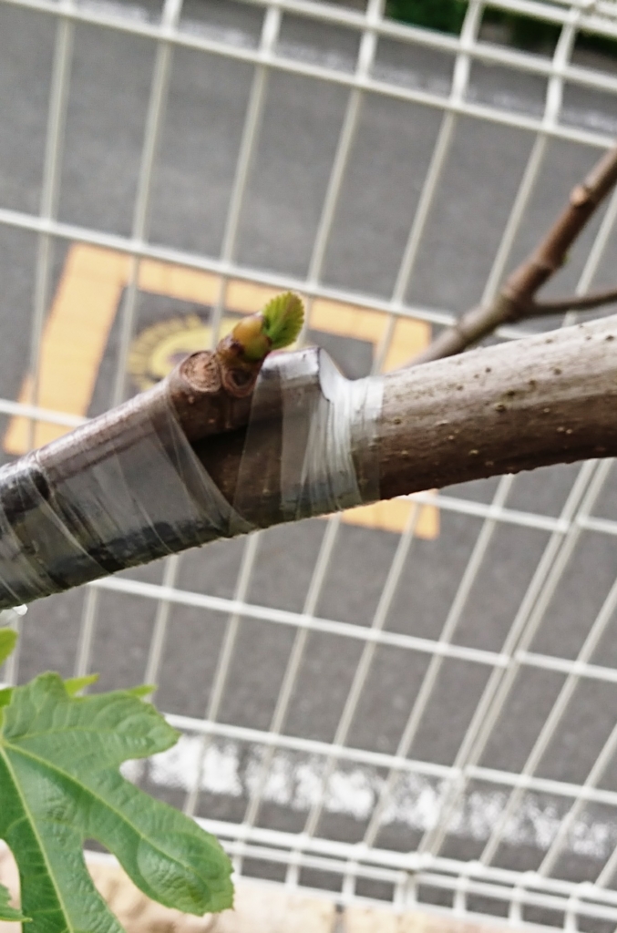 f:id:eatgarden:20170508210857j:plain f:id:eatgarden:20170508210857j:plain