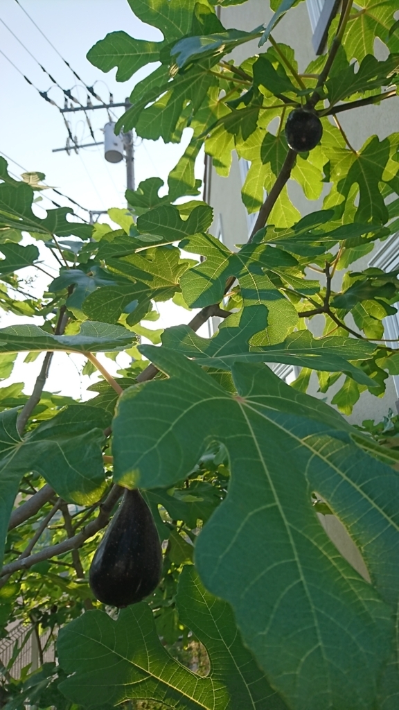 f:id:eatgarden:20170712233657j:plain f:id:eatgarden:20170712233657j:plain