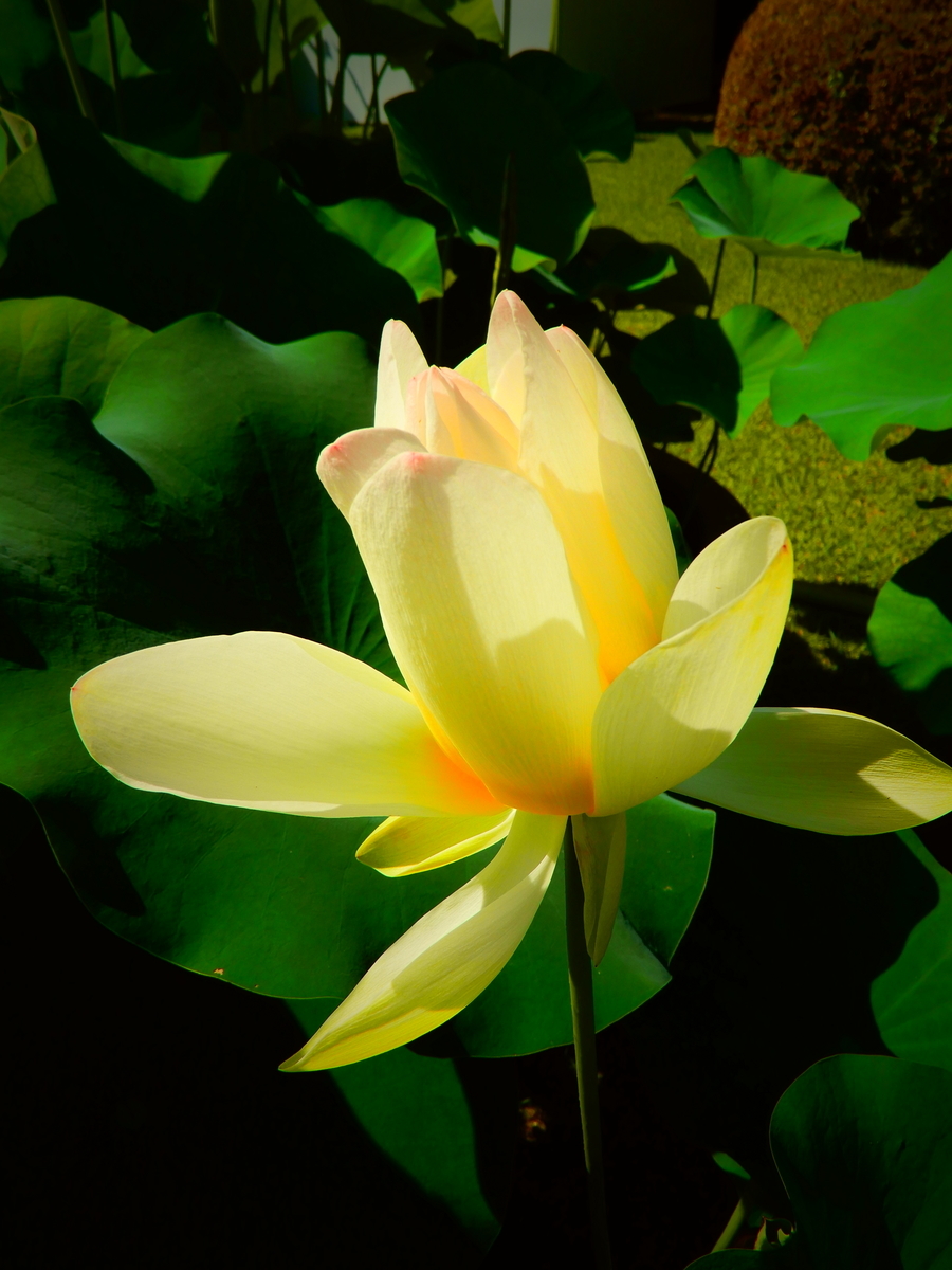 f:id:ebacciblog:20200711152910j:plain