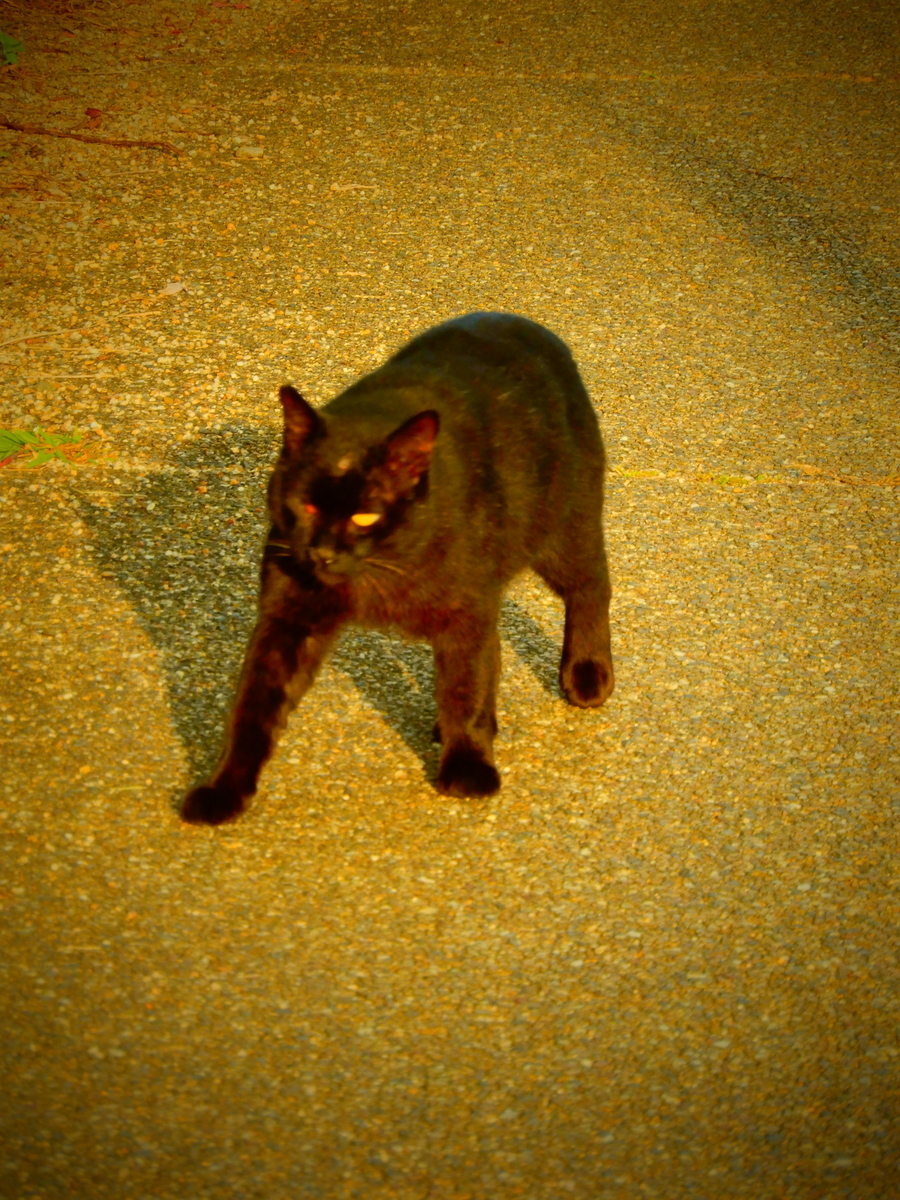 f:id:ebacciblog:20201212122812j:plain