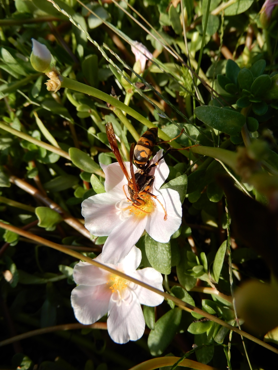 f:id:ebacciblog:20201212122943j:plain
