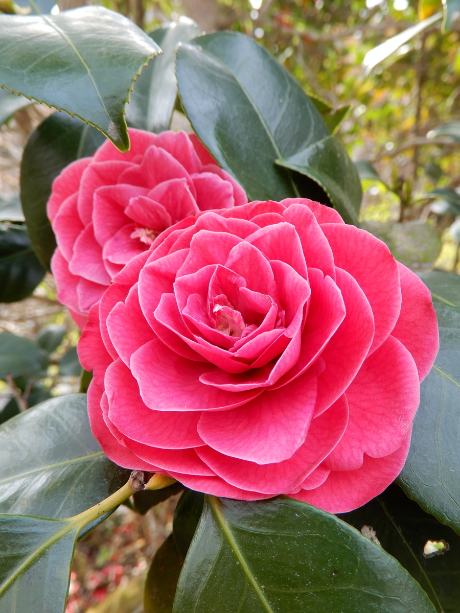 f:id:ebacciblog:20210328113925j:plain
