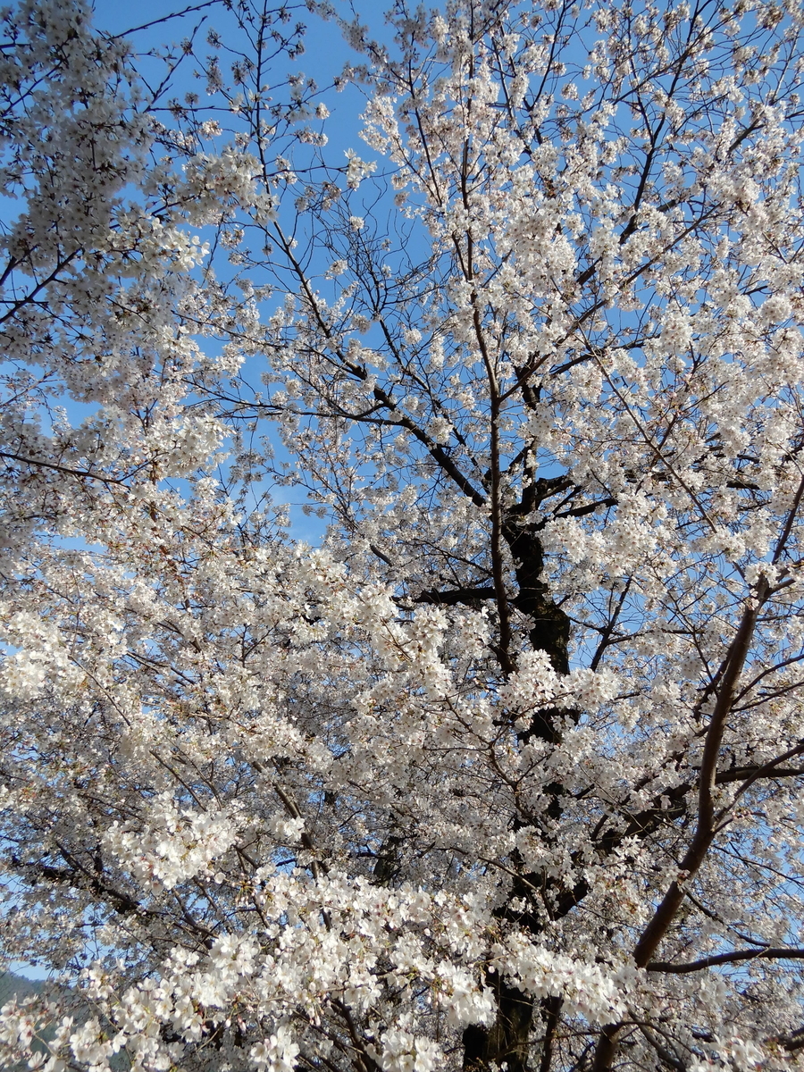 f:id:ebacciblog:20210328114041j:plain