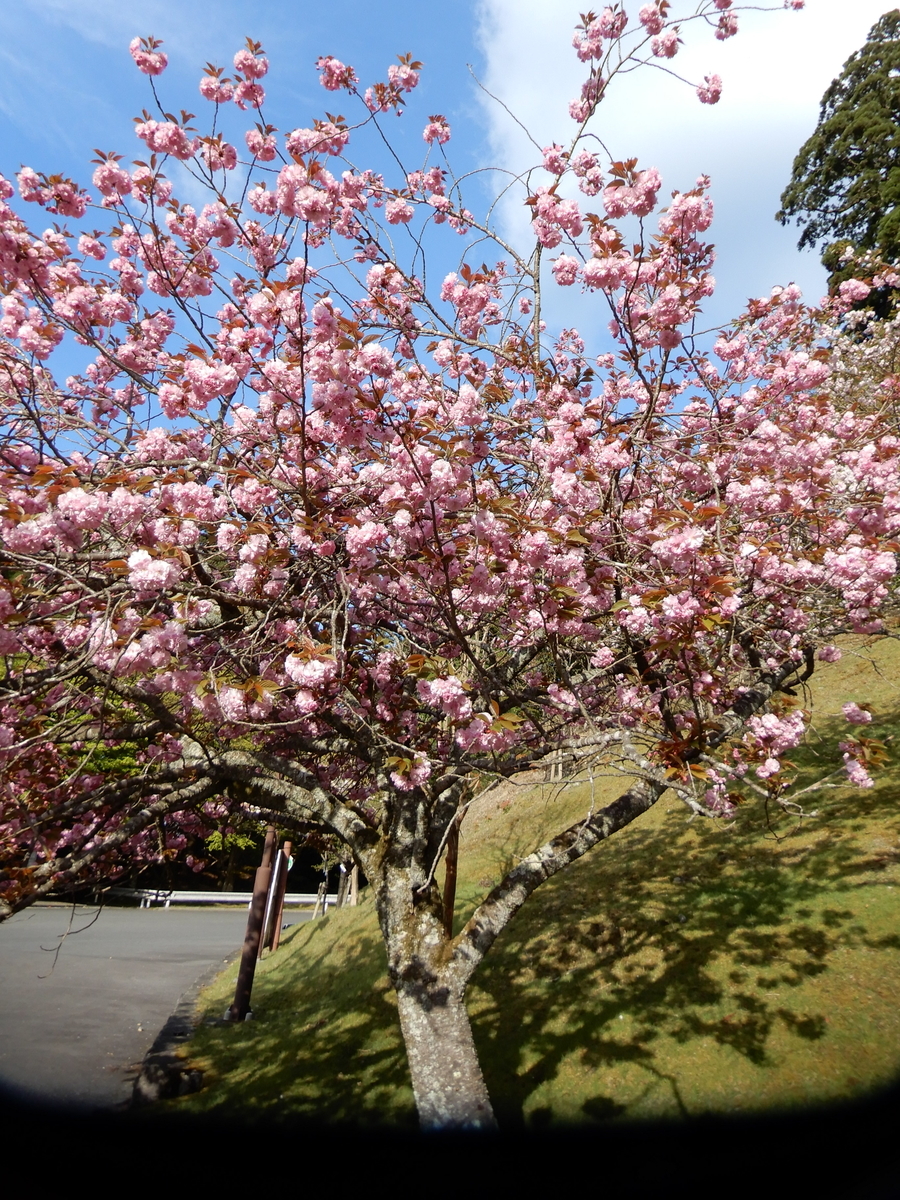 f:id:ebacciblog:20210508203536j:plain