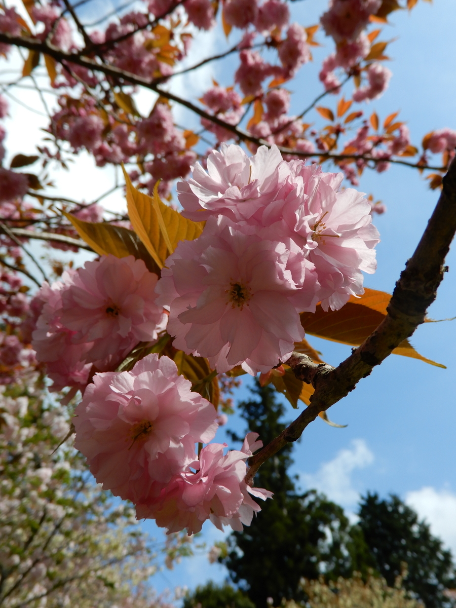 f:id:ebacciblog:20210508203617j:plain