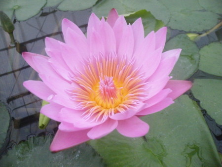 f:id:ebapon:20081109170616j:image