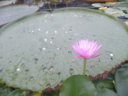 f:id:ebapon:20081109170701j:image
