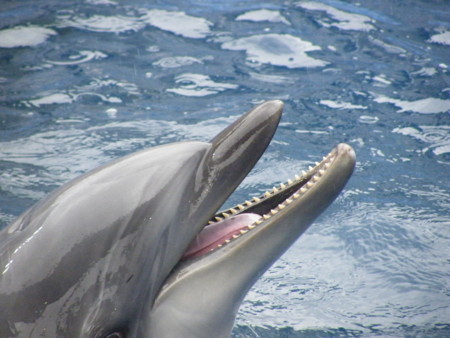 f:id:ebapon:20100211142004j:image